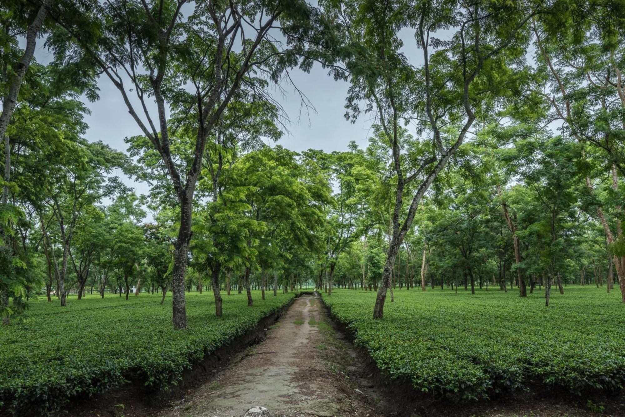 Tusker Tea County Hotell Chālsa Eksteriør bilde