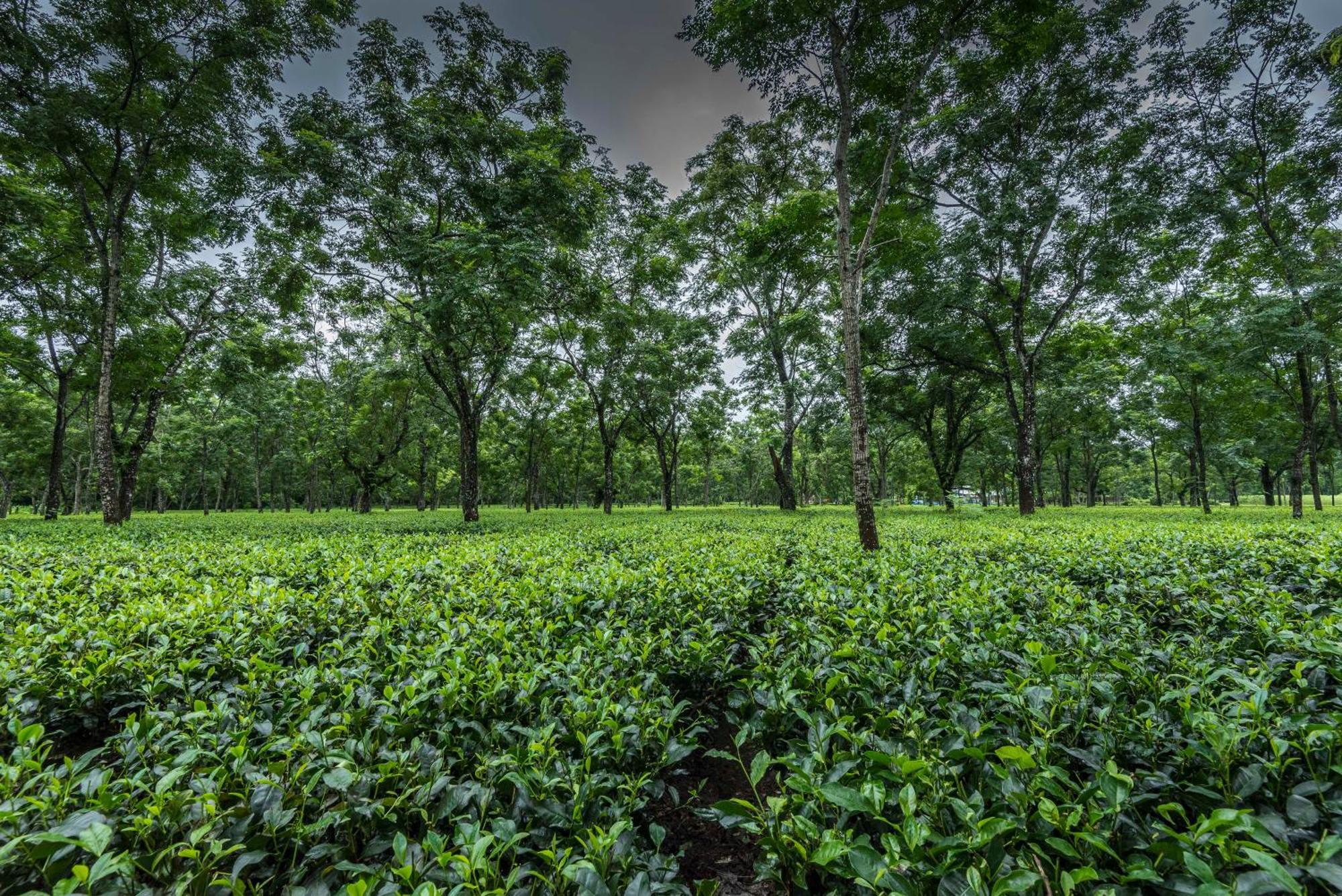 Tusker Tea County Hotell Chālsa Eksteriør bilde